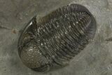 Detailed Gerastos Trilobite Fossil - Morocco #311067-2